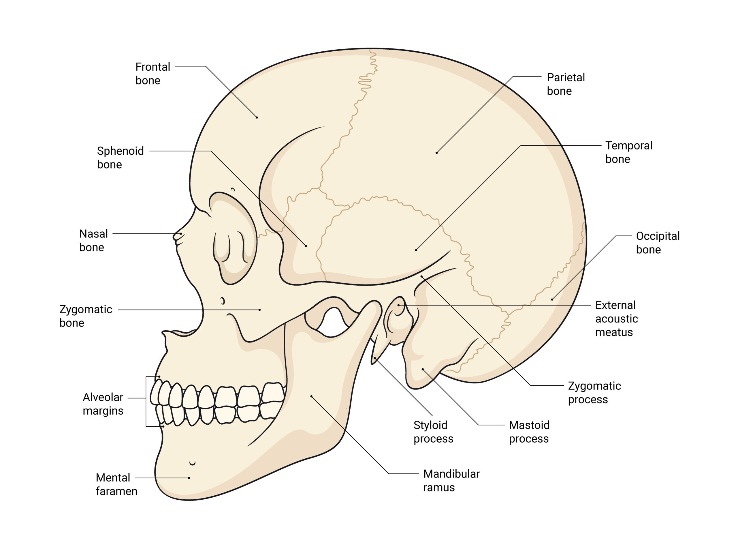 Occipital Neuralgia